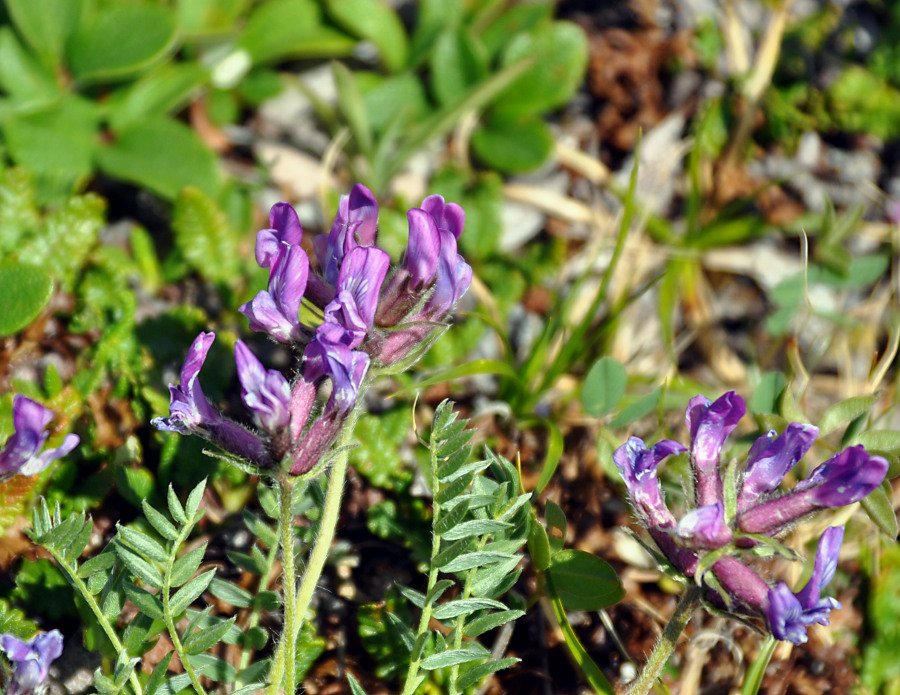 Изображение особи Oxytropis kusnetzovii.