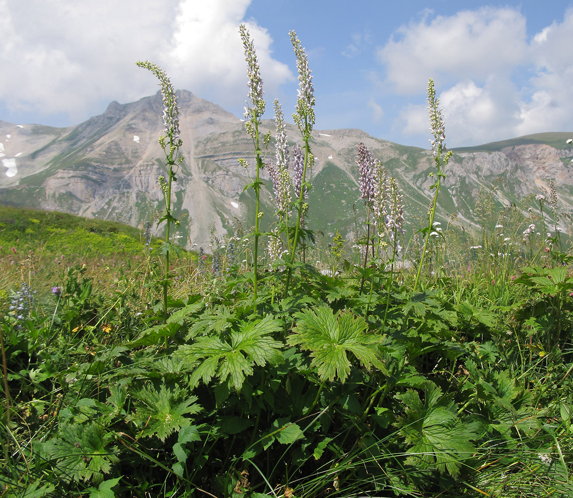 Image of Aconitum orientale specimen.