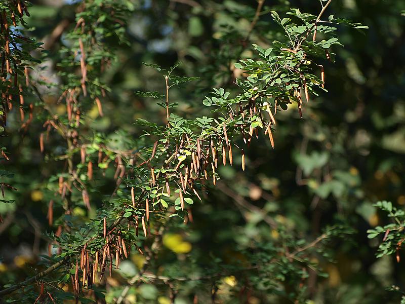 Image of Caragana arborescens specimen.