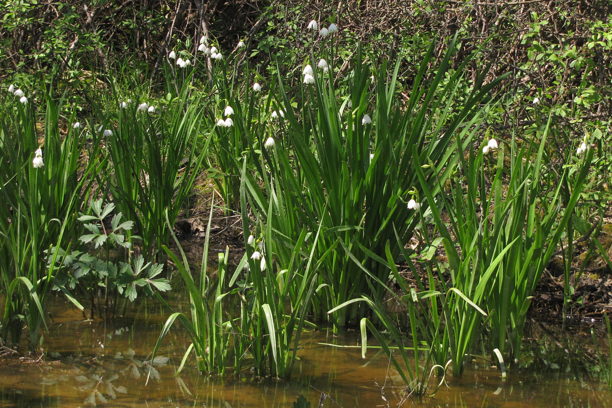 Image of Leucojum aestivum specimen.