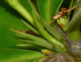 Euphorbia splendens