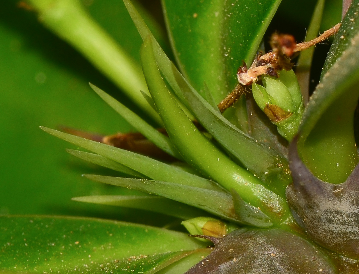 Image of Euphorbia splendens specimen.