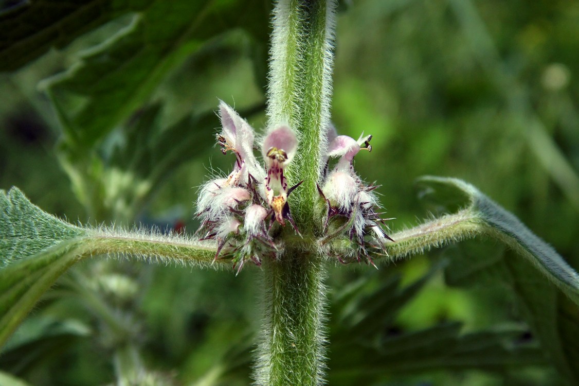 Image of Leonurus quinquelobatus specimen.