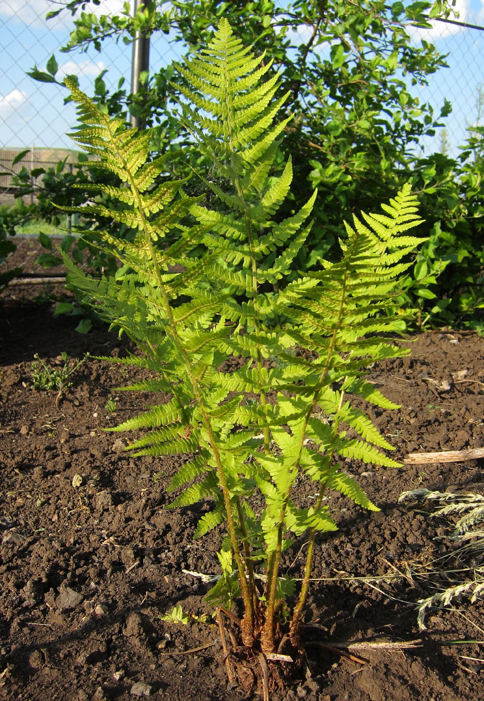 Image of Dryopteris filix-mas specimen.