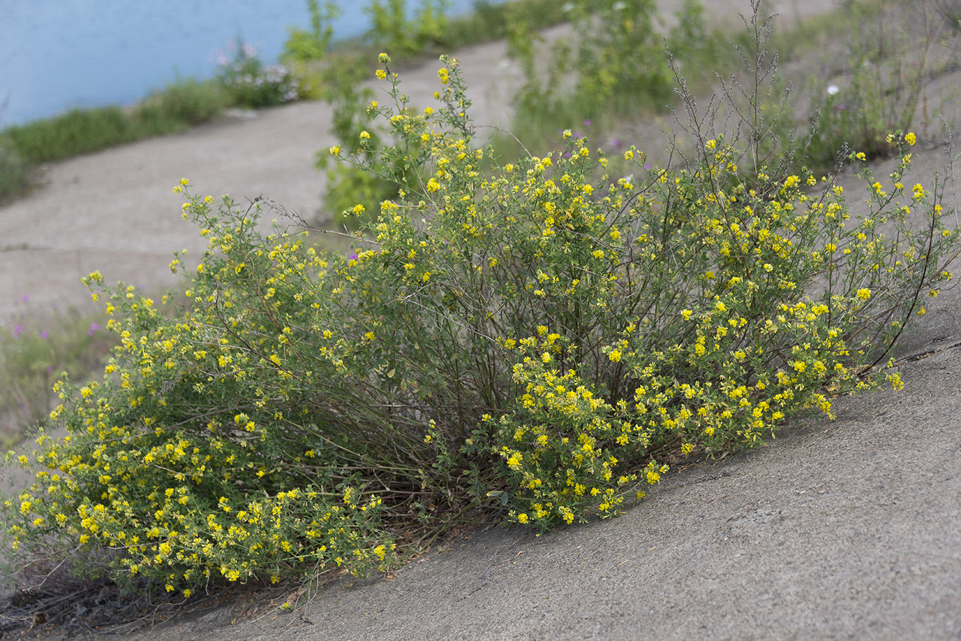 Image of Medicago falcata specimen.