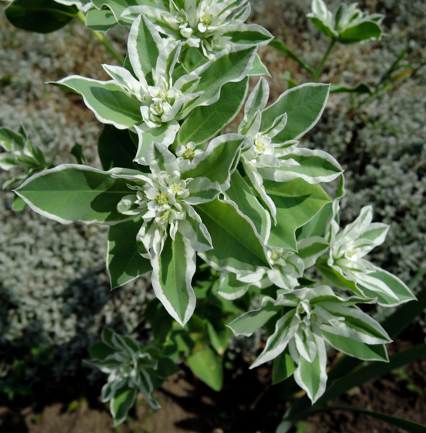 Image of Euphorbia marginata specimen.