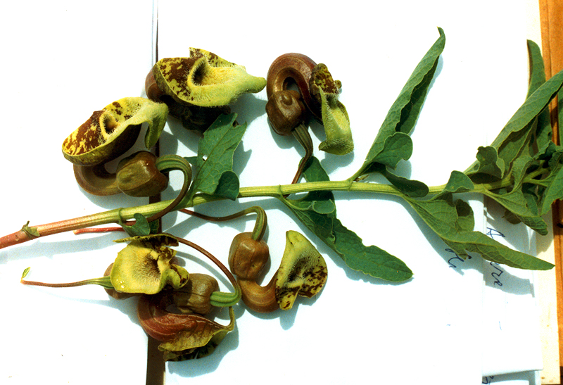 Image of Aristolochia paecilantha specimen.