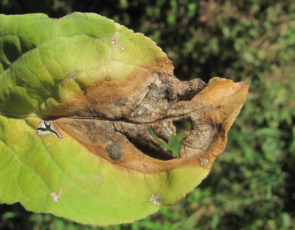 Изображение особи Euonymus europaeus.