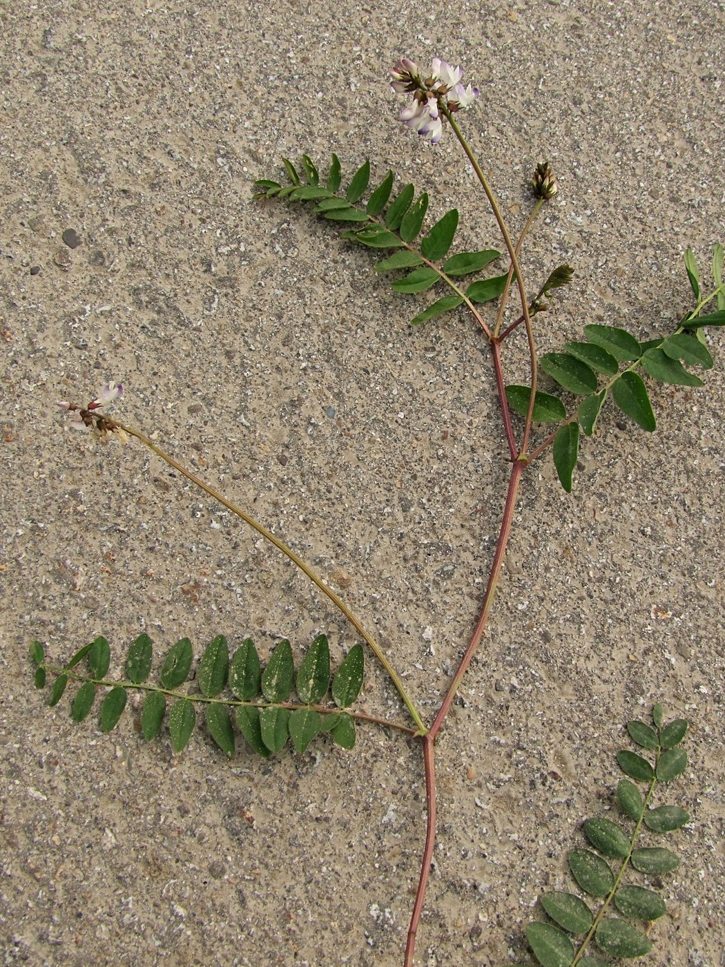 Image of Astragalus alpinus specimen.