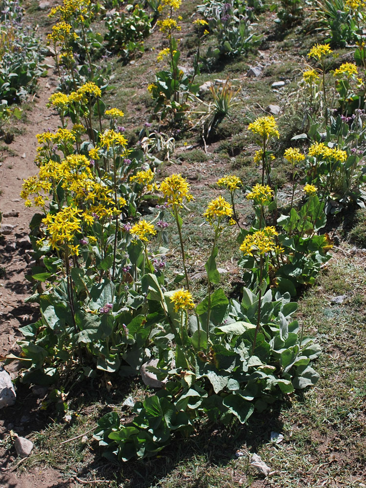 Изображение особи Ligularia thomsonii.