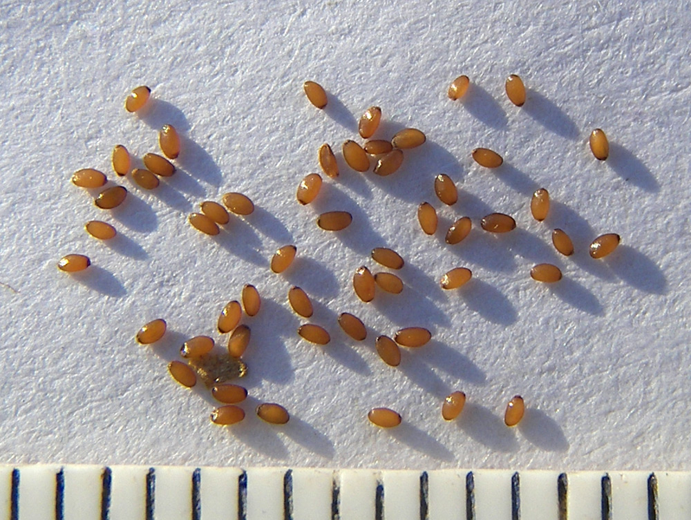 Изображение особи Phyteuma spicatum ssp. coeruleum.