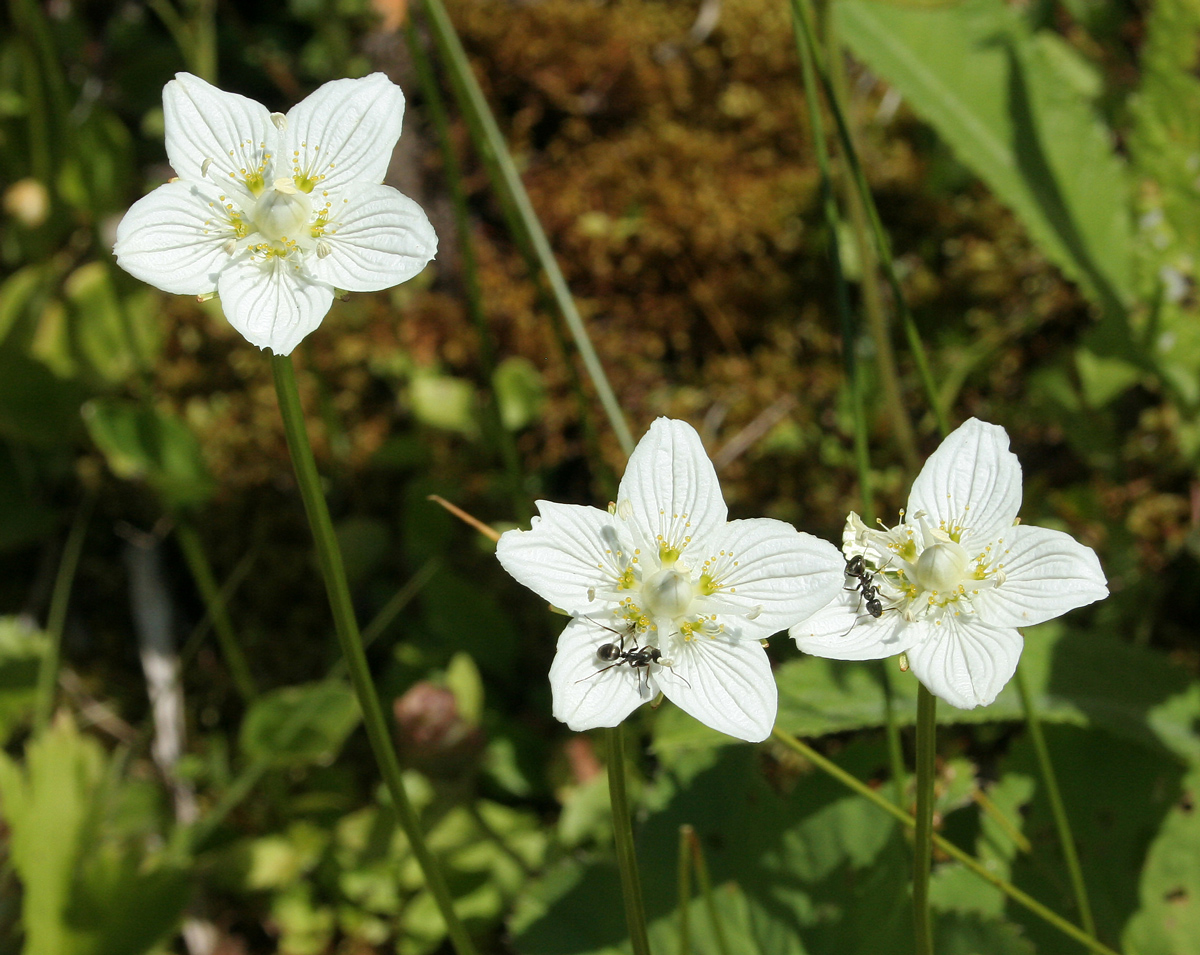 Image of Parnassia palustris specimen.