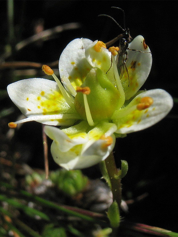 Image of Saxifraga bryoides specimen.