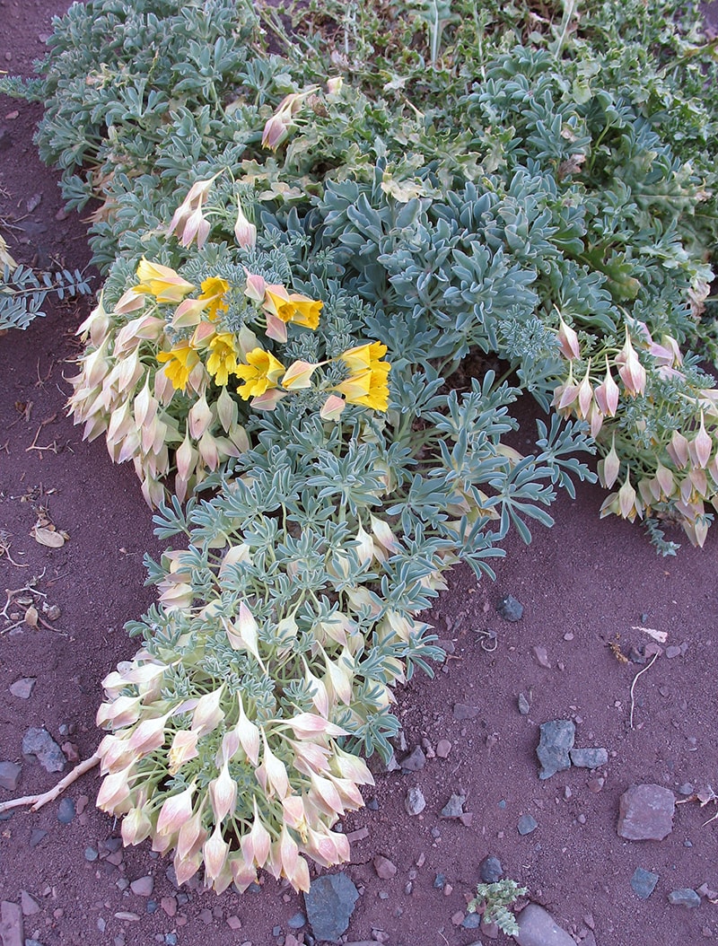 Изображение особи Tropaeolum incisum.