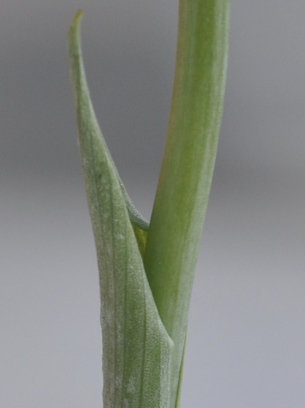 Image of Ophrys mammosa specimen.