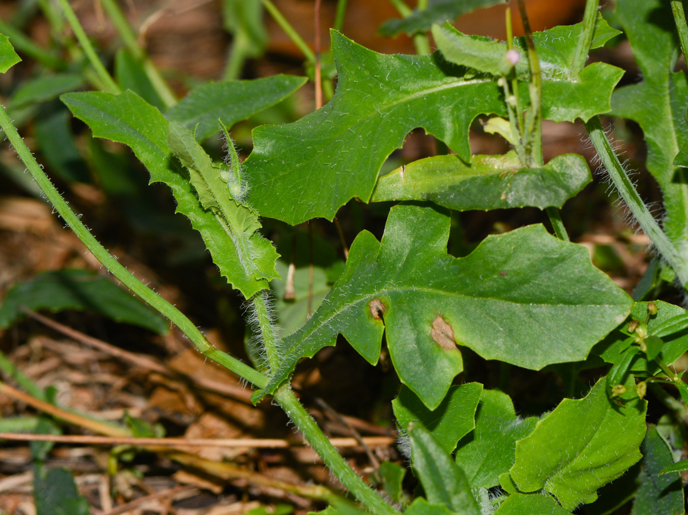 Image of Emilia sonchifolia specimen.