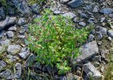 Mentha arvensis