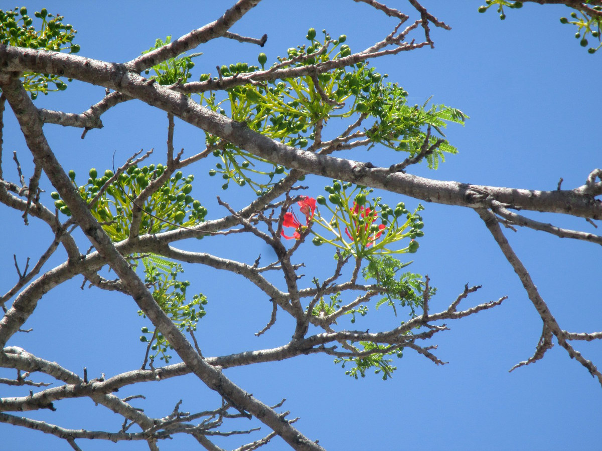 Изображение особи Delonix regia.