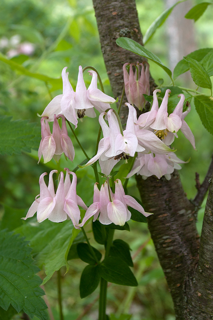 Image of Aquilegia vulgaris specimen.