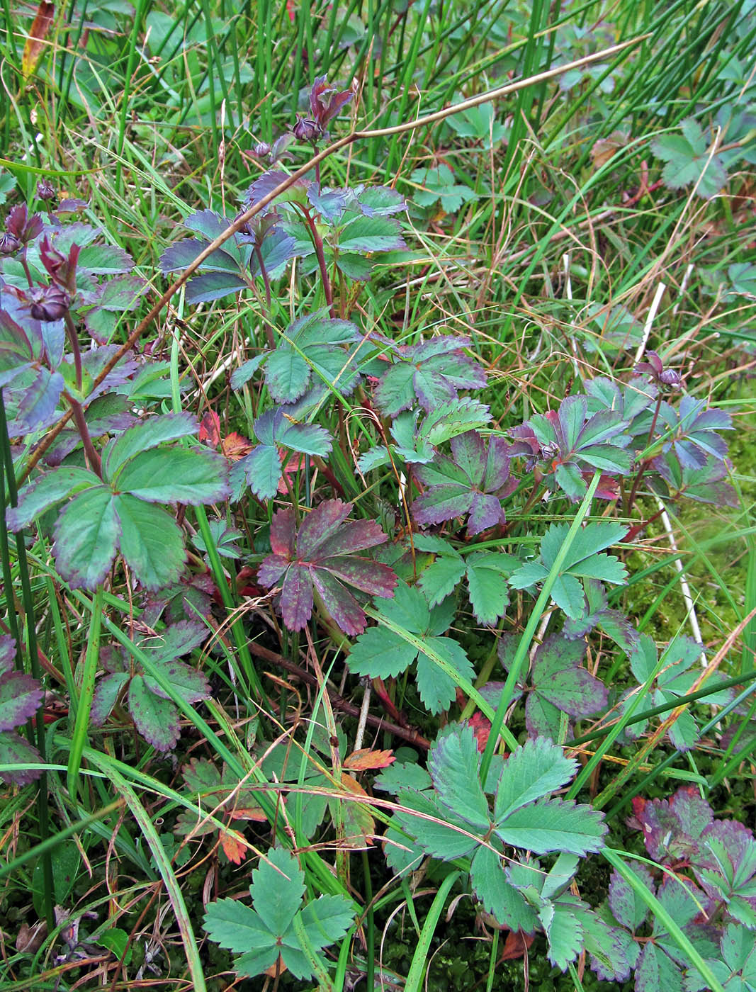 Image of Comarum palustre specimen.