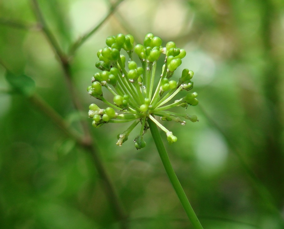 Изображение особи Allium microdictyon.