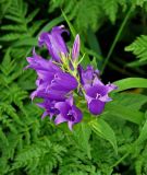 Campanula latifolia. Соцветие. Адыгея, Фишт-Оштеновский массив, гора Оштен, ≈ 2200 м н.у.м., субальпийский луг. 06.07.2017.