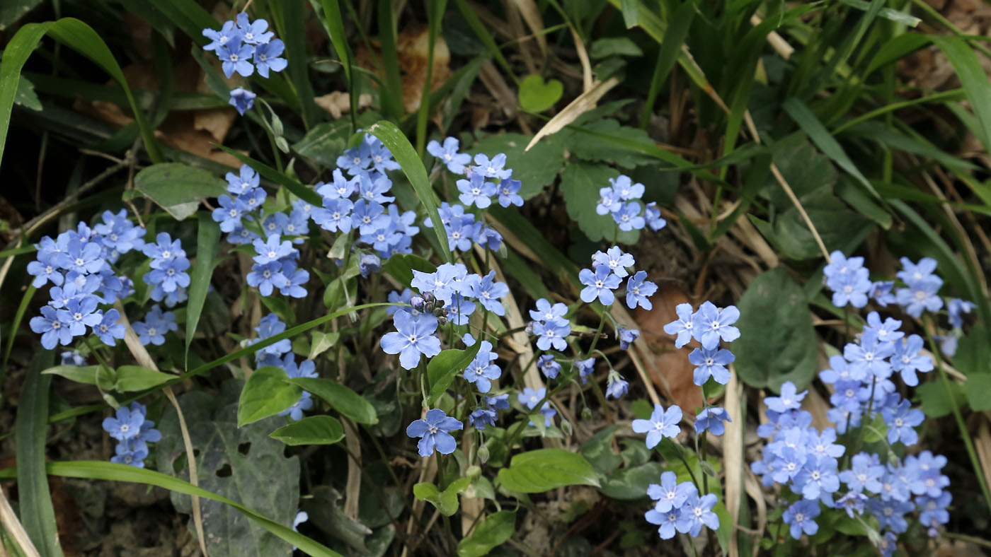 Image of Omphalodes cappadocica specimen.