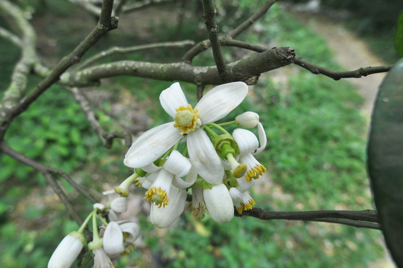 Image of genus Citrus specimen.