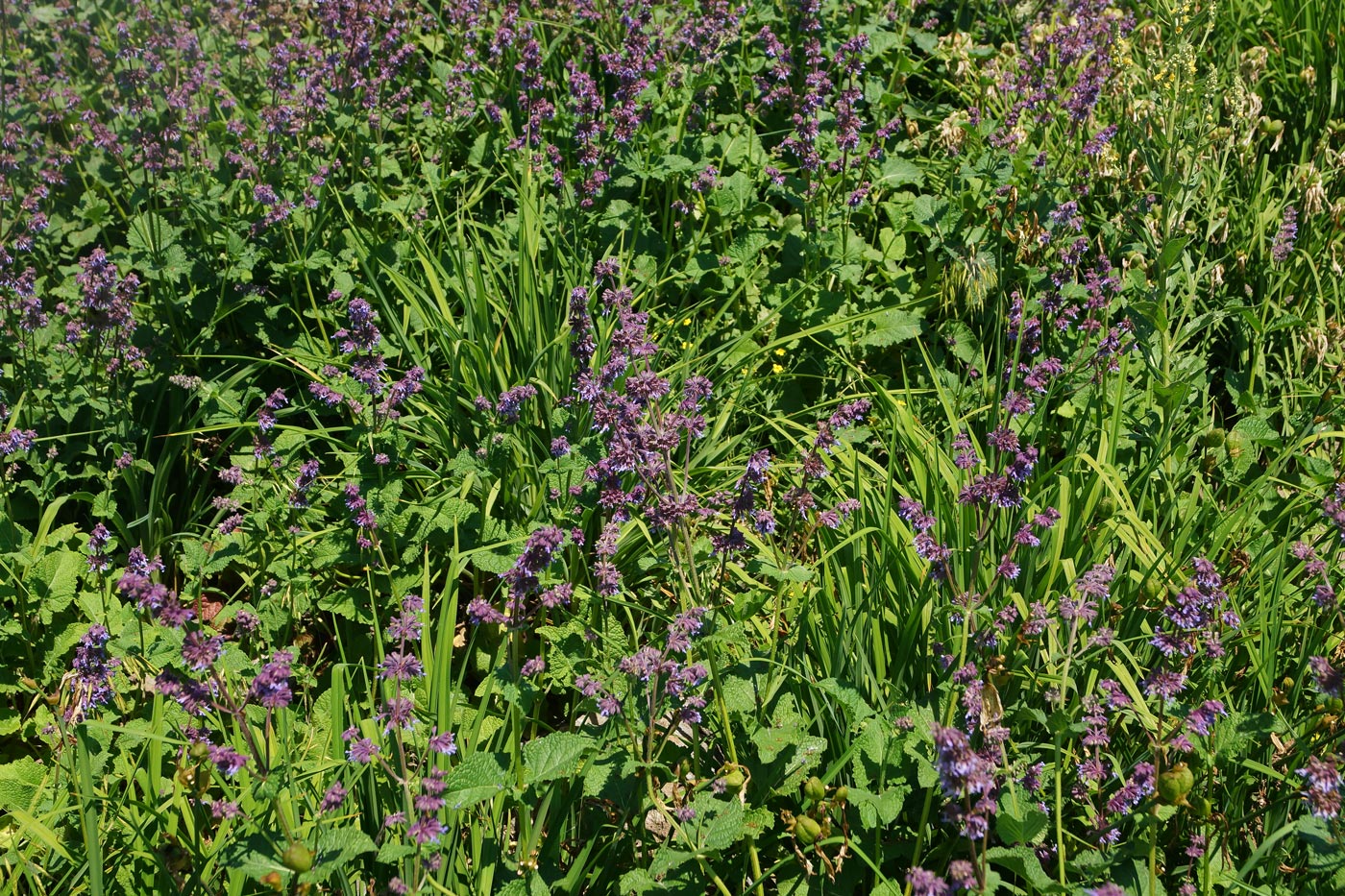 Image of Salvia verticillata specimen.