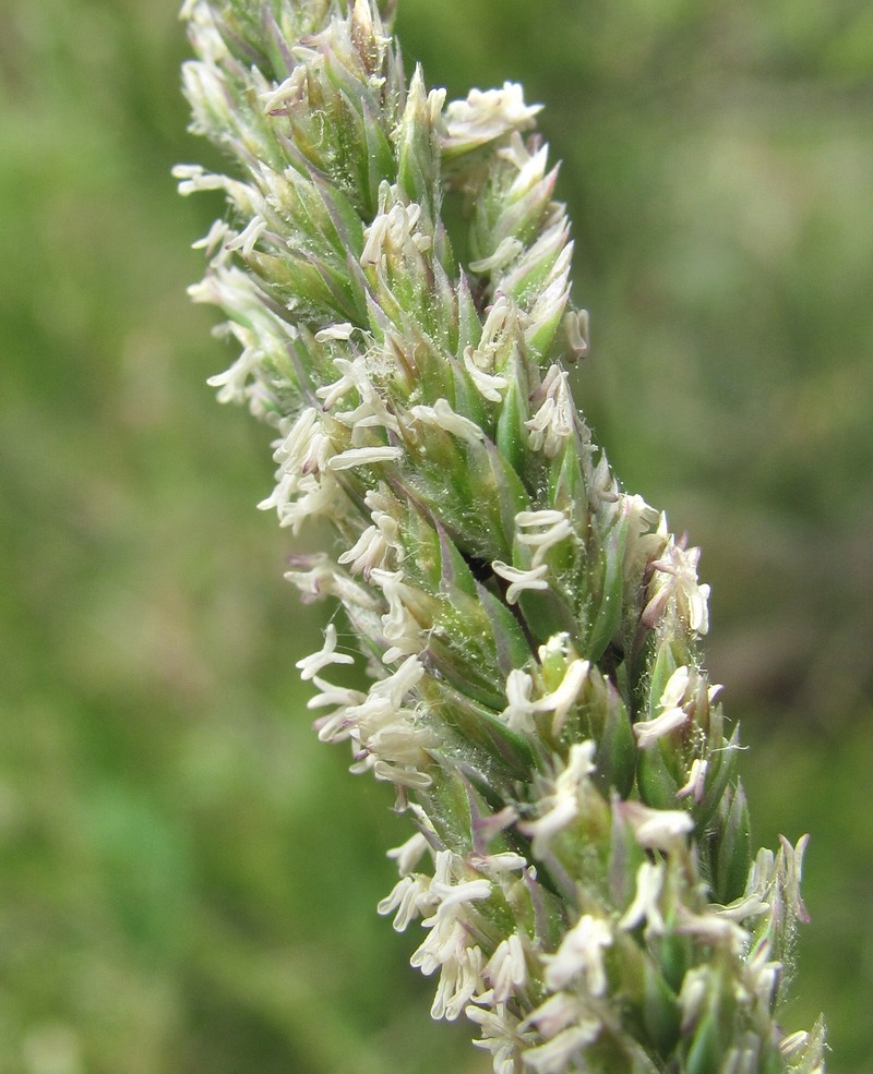 Image of genus Poa specimen.