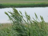 Agropyron pectinatum. Цветущие растения. Краснодарский край, Кущёвский р-н, станица Шкуринская, обочина полевой дороги, на склоне. 27.05.2010.