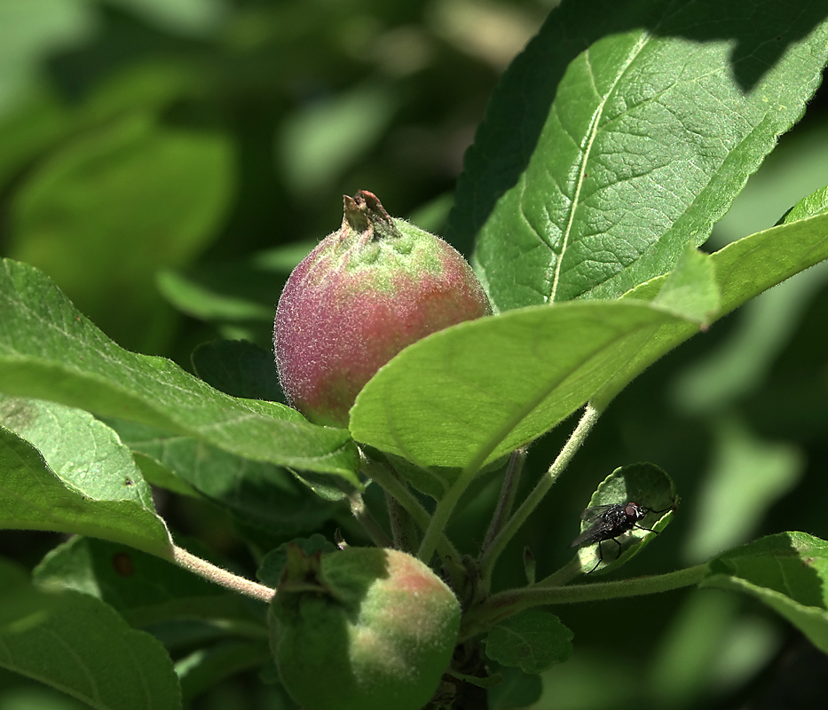 Изображение особи Malus domestica.