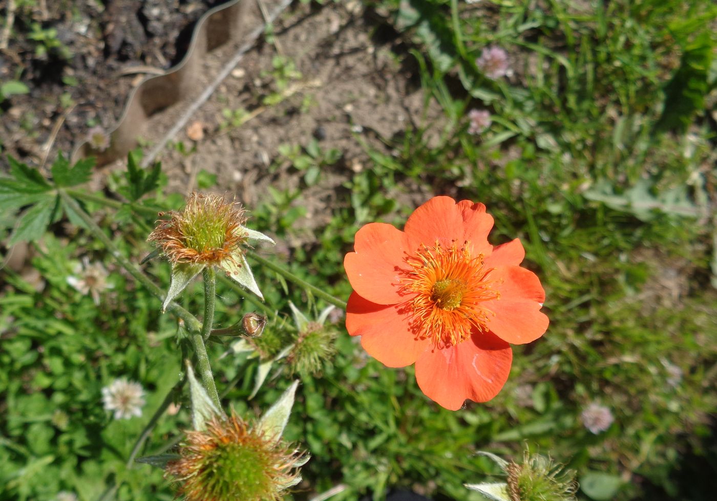 Изображение особи Geum quellyon.