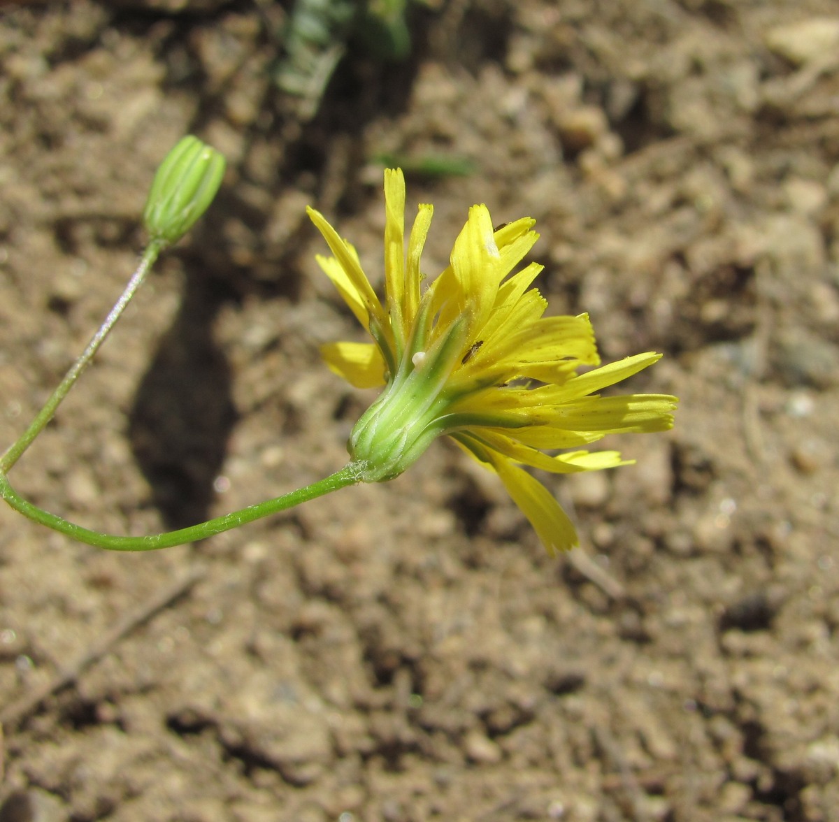 Image of Crepis pulchra specimen.