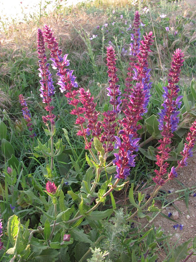 Изображение особи Salvia tesquicola.