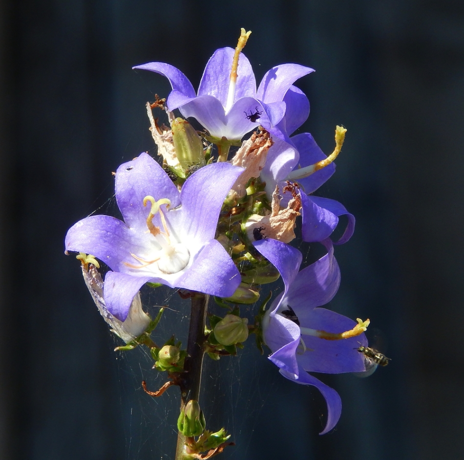 Image of Campanula pyramidalis specimen.