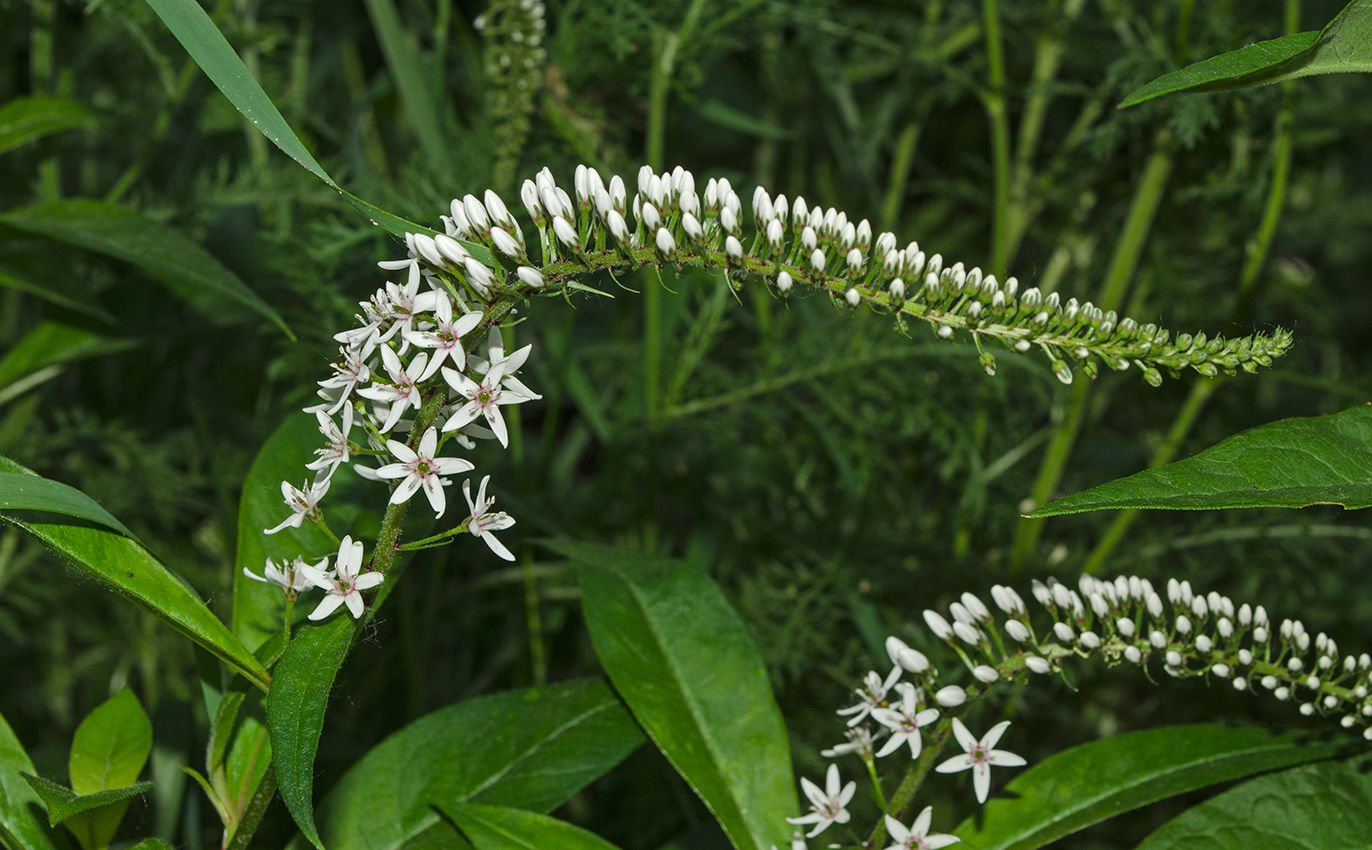 Image of Lysimachia clethroides specimen.