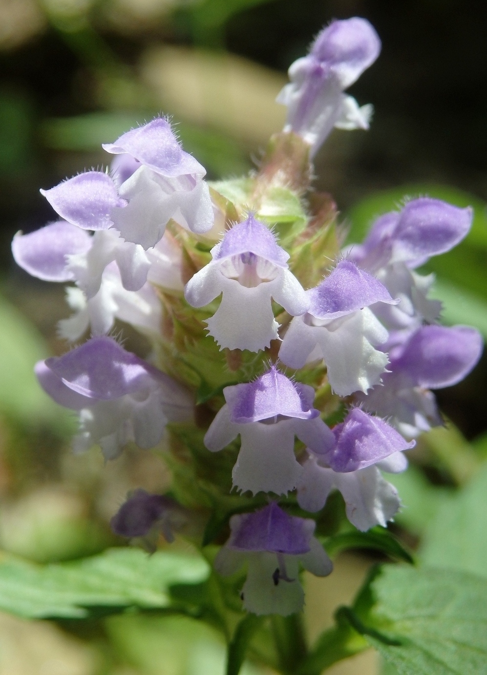 Image of Prunella vulgaris specimen.