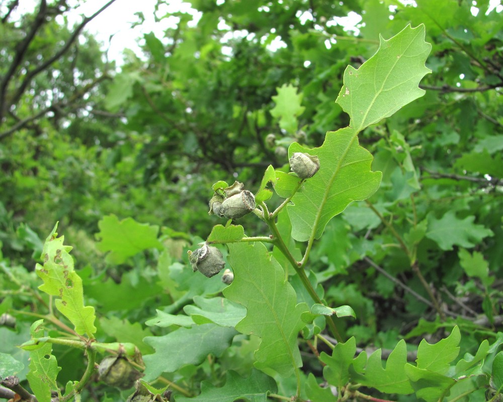 Изображение особи Quercus pubescens.