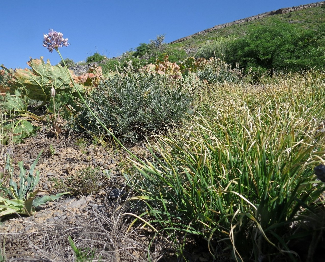 Image of Allium oreoprasoides specimen.