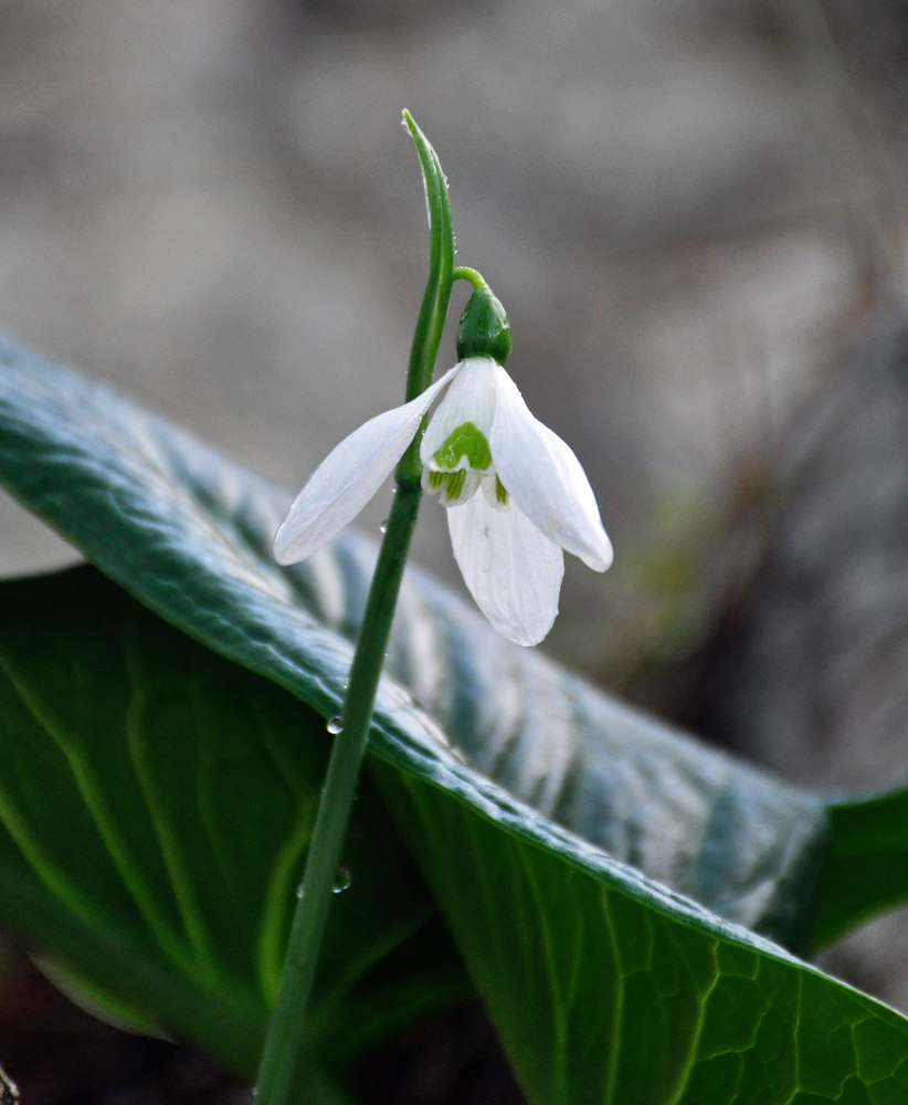 Image of genus Galanthus specimen.