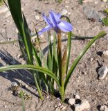 Moraea sisyrinchium. Цветущее растение в сообществе с вегетирующими Gladiolus italicus. Республика Кипр, окр. г. Лимасол (Λεμεσός), рудеральное местообитание недалеко от моря. 07.03.2019.