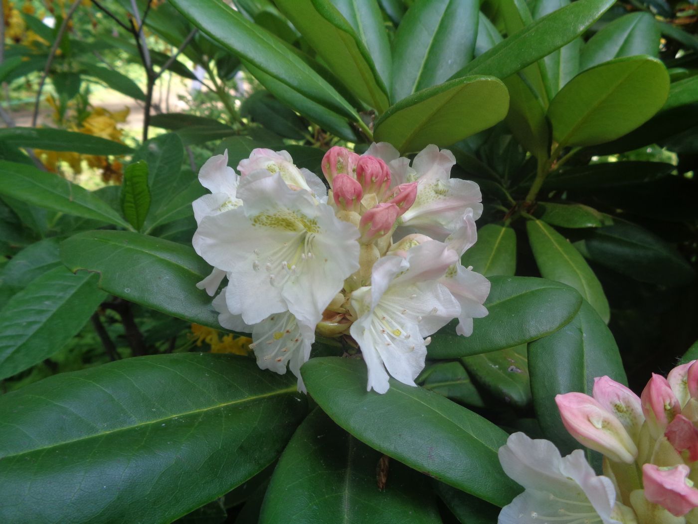 Image of genus Rhododendron specimen.