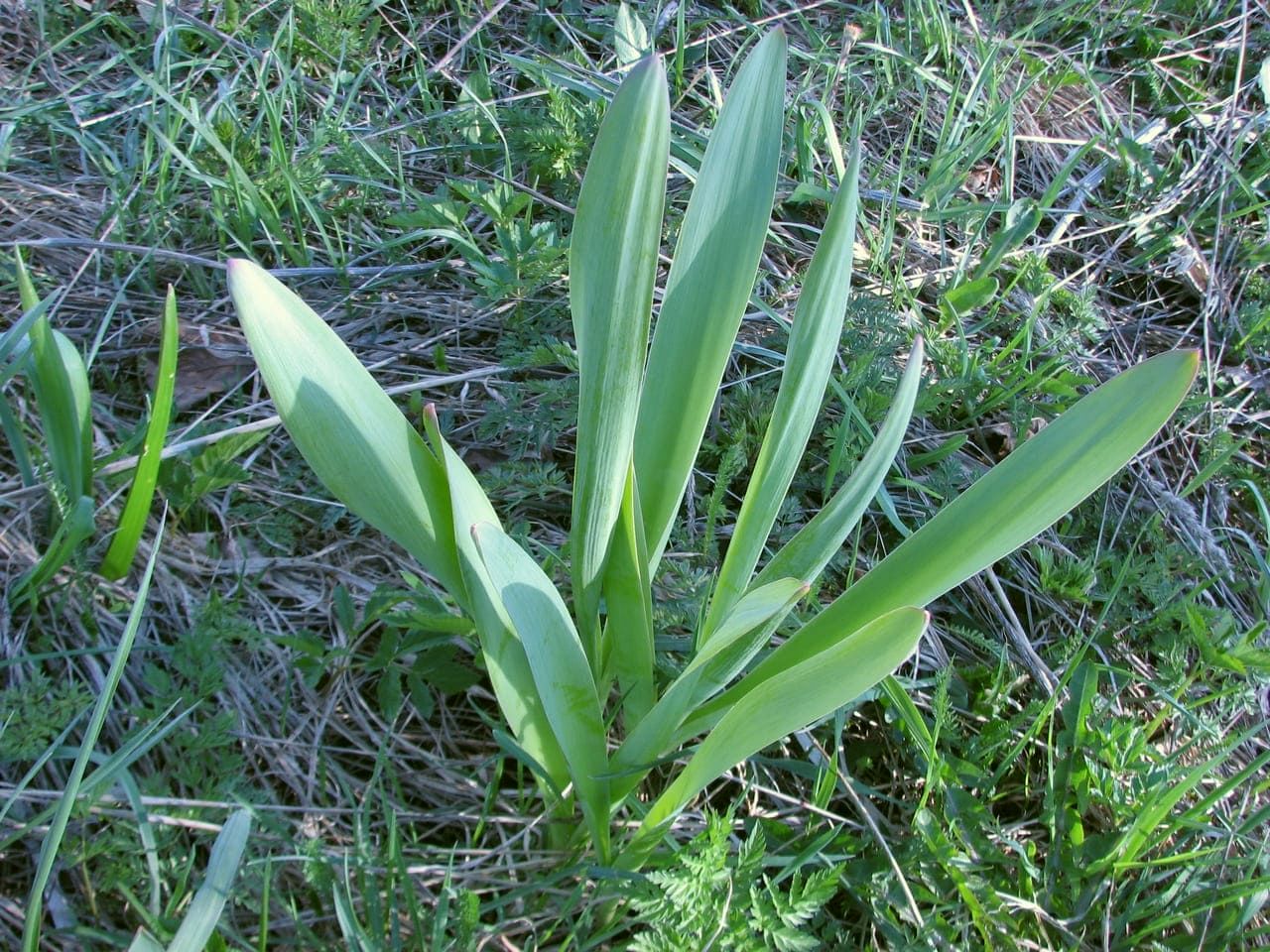 Image of genus Allium specimen.