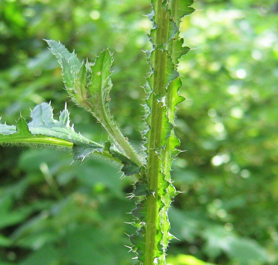 Изображение особи Carduus crispus.