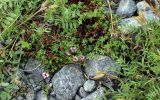 Saxifraga oppositifolia. Доцветающие растения в окружении плодоносящих Oxytropis sordida. Мурманская обл., Хибины, берег оз. Длинное. 08.08.2019.