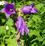 Campanula latifolia