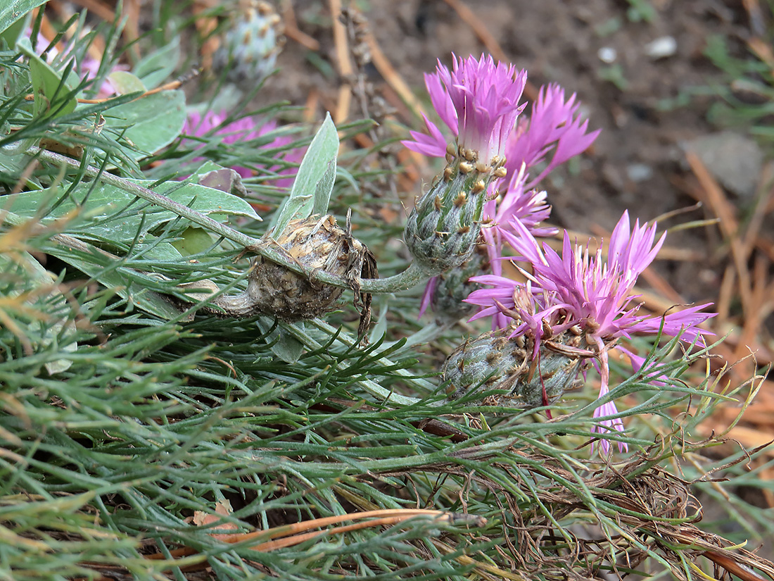 Image of Psephellus sumensis specimen.