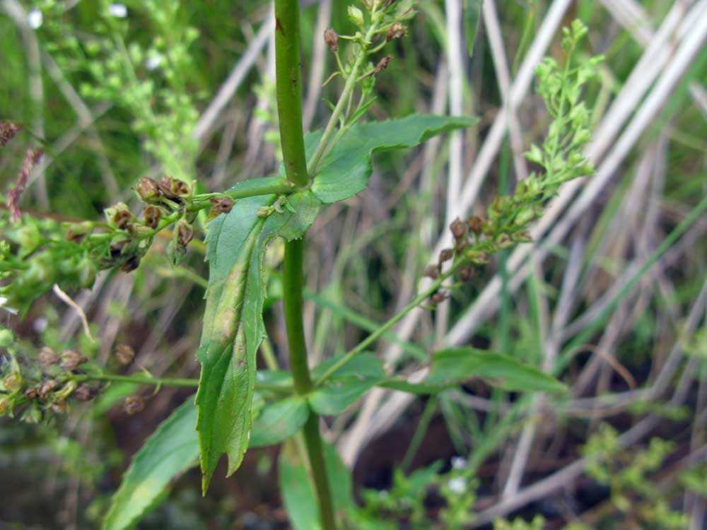 Изображение особи Veronica anagallis-aquatica.