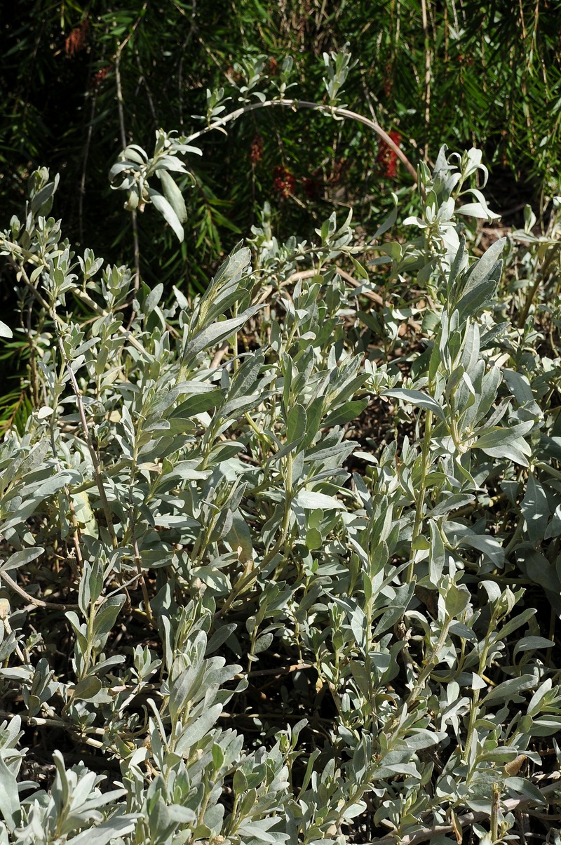 Изображение особи Atriplex cinerea.